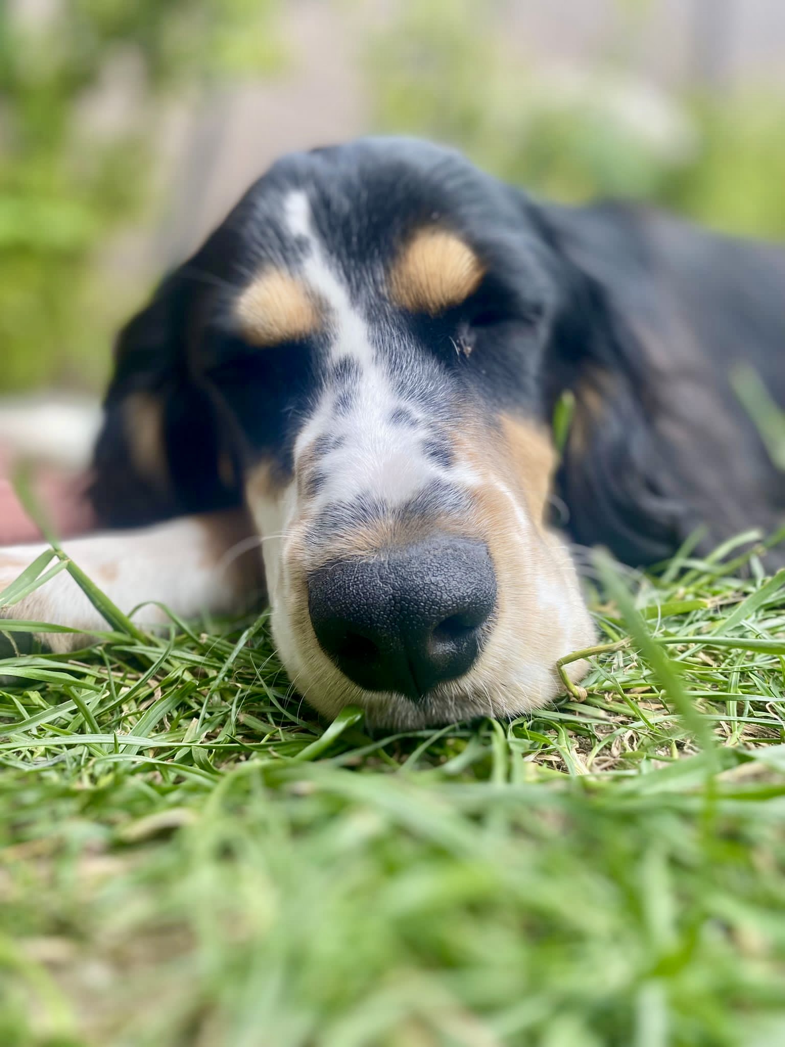 Noel - ein Mischling-Hund - vollständig dargestellt